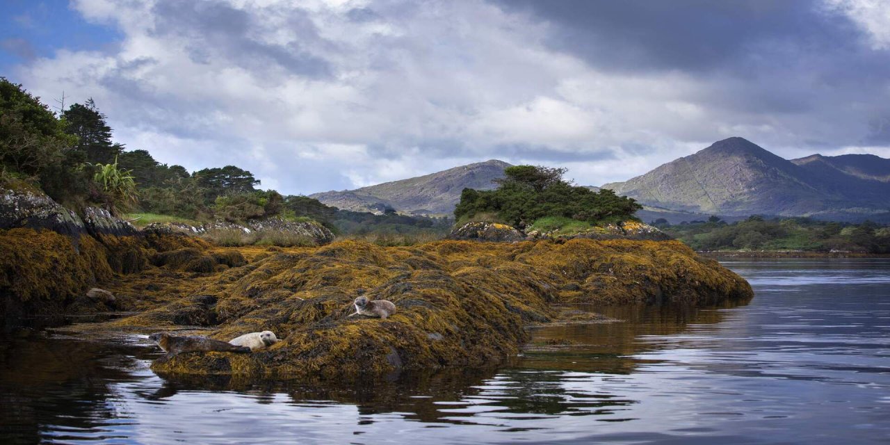 seals on garnish island